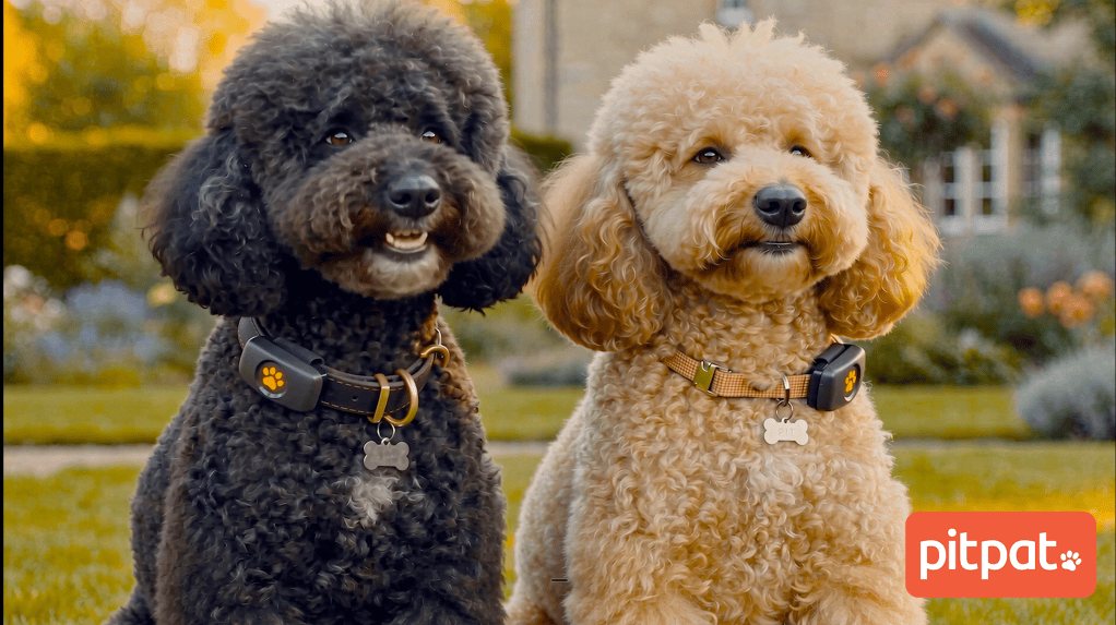 “Talking-dog” TV campaign for PitPat becomes one of the first ads shaped by synthetic&nbsp;audiences